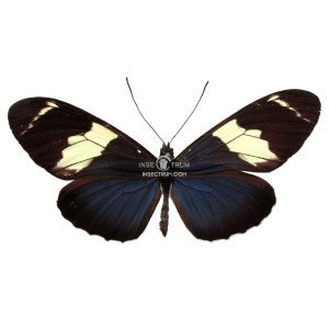 HELICONIUS SARA